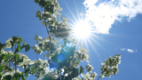 The sun shines through white-flowered tree branches under a blue sky